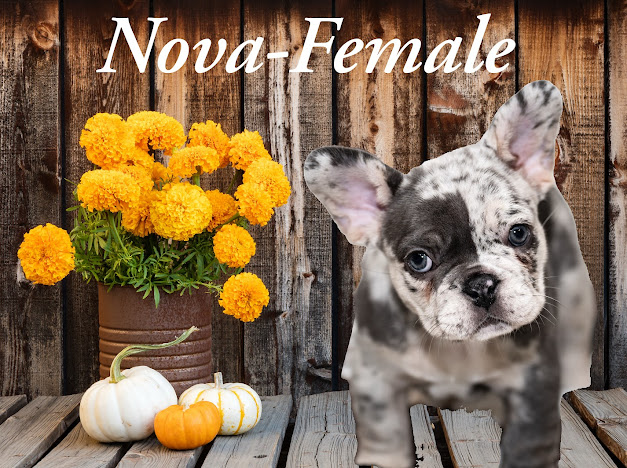 advert image