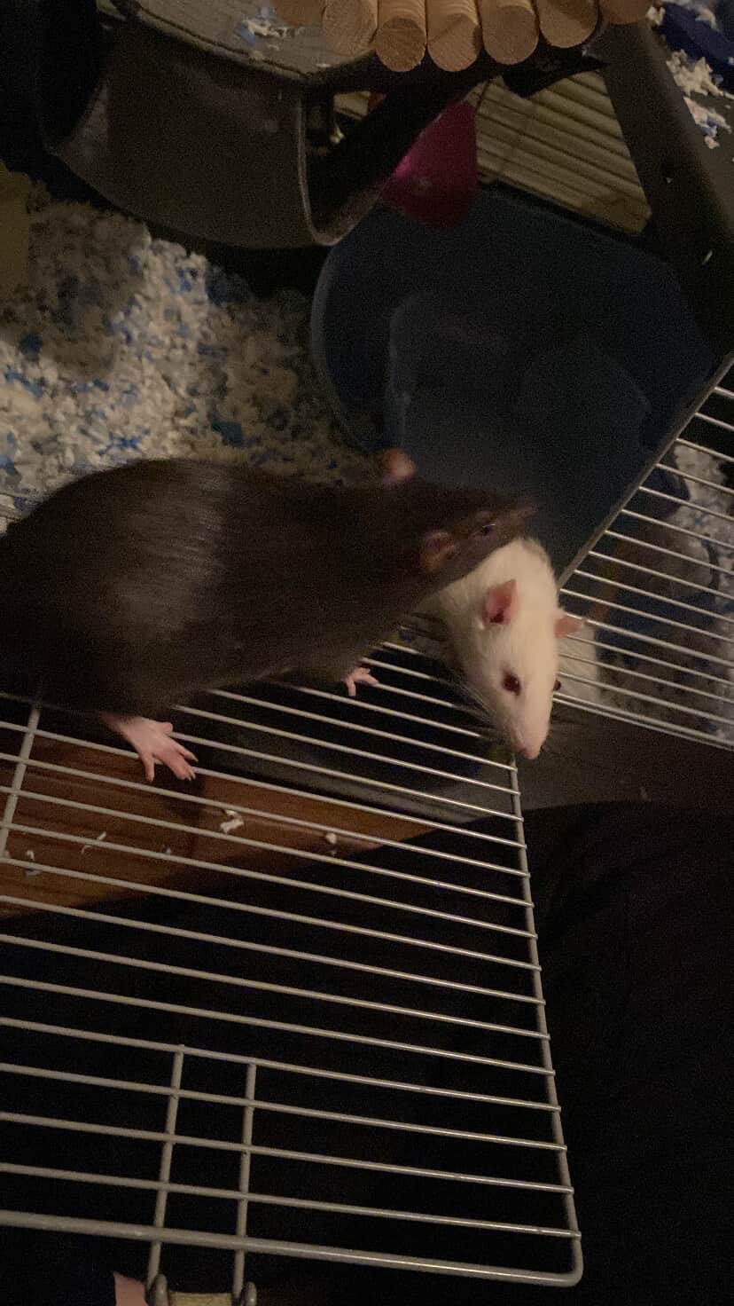 Fully quipped cage and female rats
