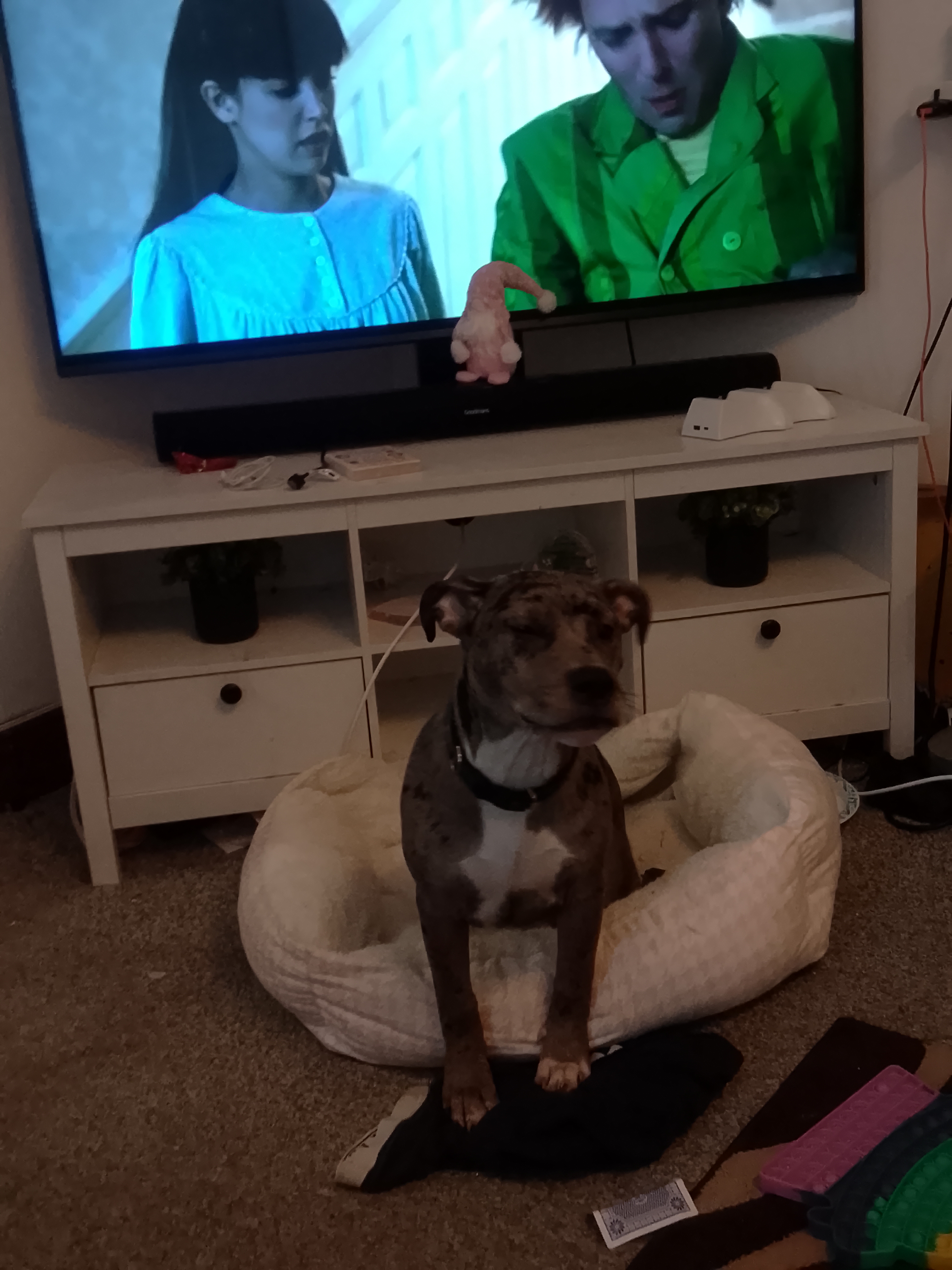 Merl staffy x alaphapa blue