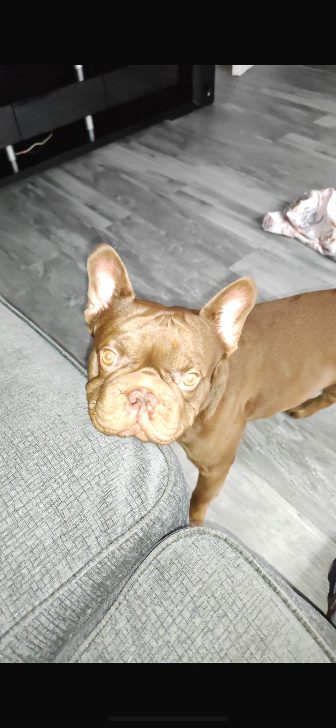 Chocolate frenchie