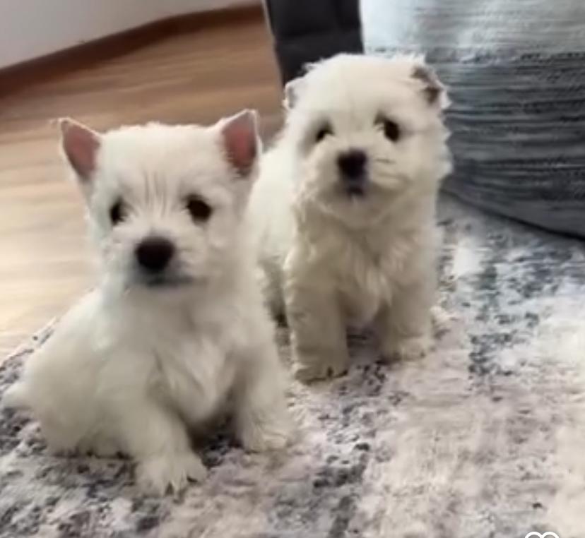 Westie Highland puppies