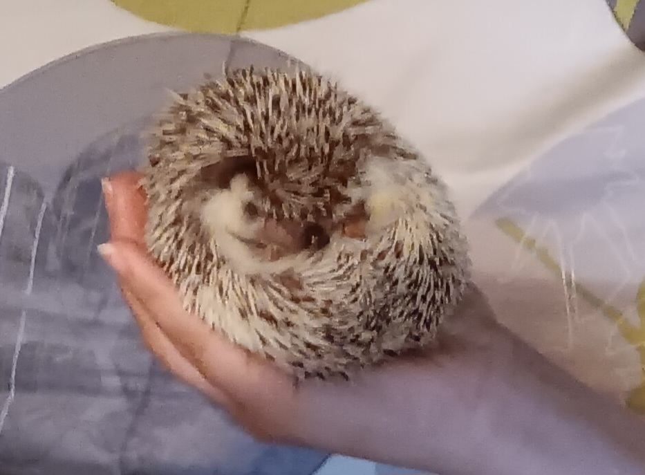Hedgie